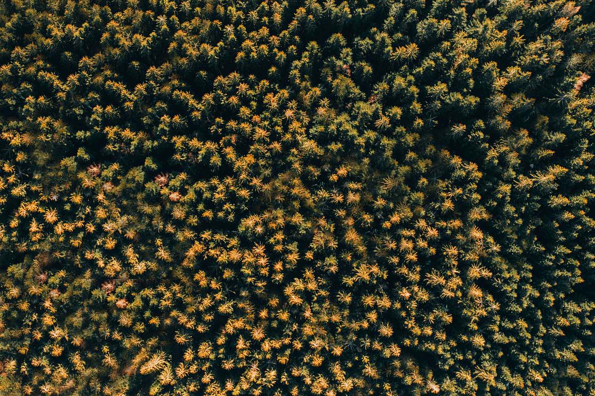 ig: @alexisantoine1 aerial view of trees pollen